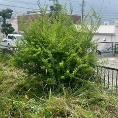 庭木貰ってくださいの画像