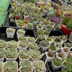多肉植物　販売してます🙌　北中城村　花畑