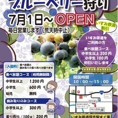 千葉県いすみ市でブルーベリー狩り開催中！！お土産付！