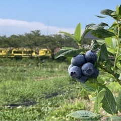 千葉県いすみ市でブルーベリー狩り開催中！！お土産付！ - いすみ市
