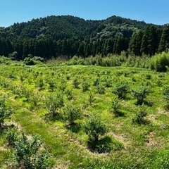 千葉県いすみ市でブルーベリー狩り開催中！！お土産付！ - イベント