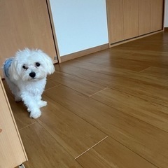 マルチーズ×チワワ