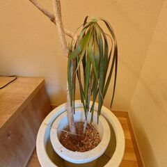 観葉植物の植木鉢
