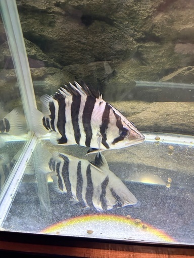 ダトニオプラスワン