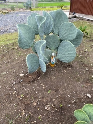 ウチワサボテン、大丸盆、葉数20枚！+6枚！新芽