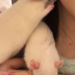 ファンシーラット 兄弟2匹