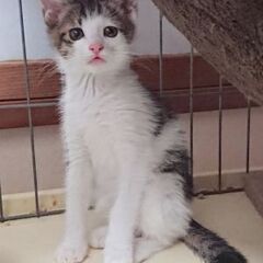 人見知りですが健康で穏やかなメス子猫ちゃん