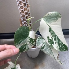 斑入りモンステラ　ホワイトタイガー　 ガーデニング