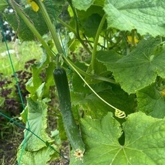 無農薬野菜の画像