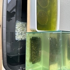メダカの画像