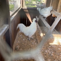 東京烏骨鶏のオス　1才