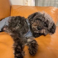 7歳6ヶ月　シュナプー