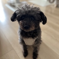 7歳6ヶ月　シュナプー - 犬