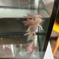 ウーパールーパー1匹【配達可】