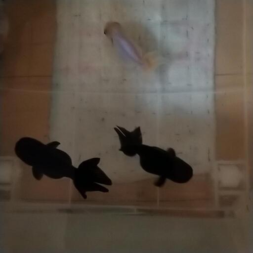 【決まりました】らんちゅう型金魚３匹