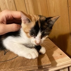 かわいいミケ模様の女の子🐱里親さんが決まりました！