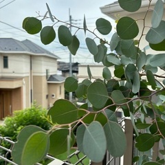 ユーカリポポラス　伐採木　素材用　無料の画像