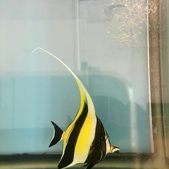 海水魚　熱帯魚　カニ　エビ　海藻