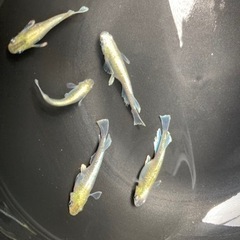 夢中メダカ血統　マリアージュキッシングワイドフィン　エメキン　稚魚