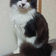 旭市後草　猫　探しています。