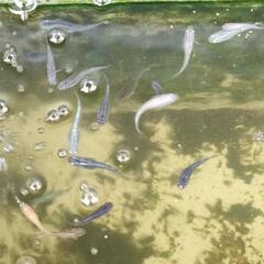 お取引終了🙇‍♂ＭＩＸメダカ幼魚20匹