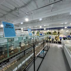南米・インドネシアのクワガタ・カブト採集体験を開催！