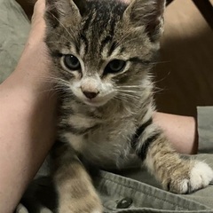 甘えん坊で抱っこ大好き　キジ白子猫