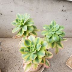 7/20まで　多肉植物　サンバースト　３本　鉢ごと