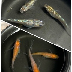 ✨超お買い得✨🪷人気メダカ6品種稚魚〜幼魚MIX50匹以上&オオ...