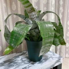 エクメア株分・土植替えできる方いらっしゃいませんか？
