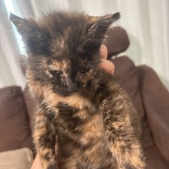 猫疥癬治療のため一時募集中止します(推定 メス 生後2か月)