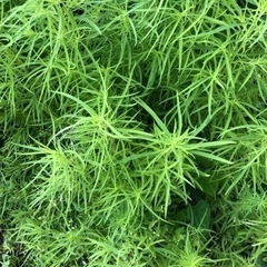 コキア　10本