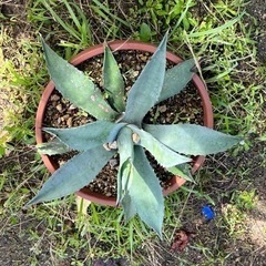 アオノリュウゼツラン
