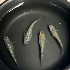 ✨人気品種メダカ✨🪷ユリサファ×ラメ王  針子〜幼魚20匹以上＆...
