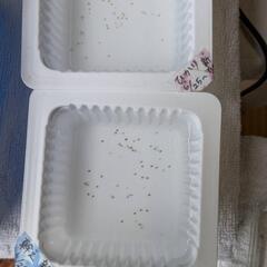 幹之メダカ　ヒカリメダカ　卵　1個15円