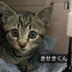 ちょっと垂れ目の【キセキくん】