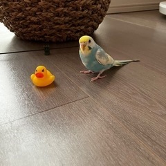 セキセイインコ　レインボー　1羽