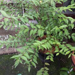 【予約者あり】ムラサキシキブ(苗のみ)の画像