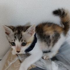 生後2か月弱　三毛猫女の子　里親さん募集します🐈（お話し中）