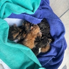 給湯器の中で野良猫が産みました