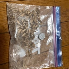 冷凍コオロギ　イエコ
の画像