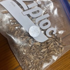 冷凍コオロギ　イエコ
