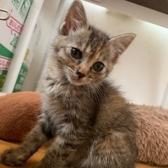 まんまるお目目の【あんちゃん】