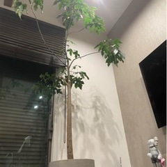 巨大　観葉植物　ブラキキトン
