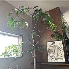 巨大　観葉植物　ブラキキトン
の画像