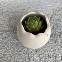 生活雑貨 家庭用品 ガーデニング