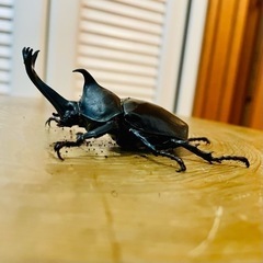 カブトムシ♂オス(生後1週間程
)