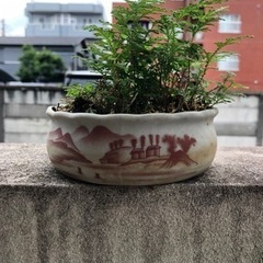 シダ　植木　植木鉢　園芸　ガーデニング