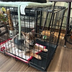 三兄弟 残り１匹です🙏🏻✨ - 徳島市