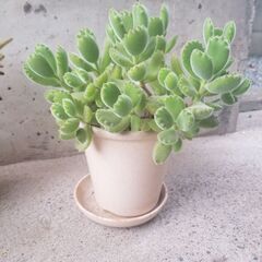 多肉植物　熊童子　カット　３本